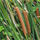 Typha domingensis