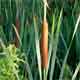 Typha latifolia