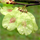 Ulmus glabra
