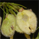 Ulmus laevis