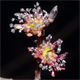 Ulmus minor m.