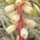 Umbilicus rupestris