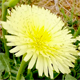 Urospermum dalechampii
