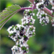 Urtica dioica
