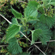 Urtica urens
