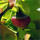 Vaccinium myrtillus