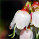 Vaccinium vitis-idaea
