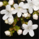 Valeriana dioica