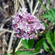 Valeriana montana