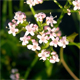 Valeriana officinalis