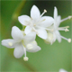 Valeriana saxatilis