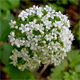 Valeriana tripteris