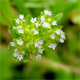 Valerianella locusta