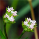 Valerianella rimosa
