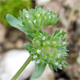 Valerianella turgida