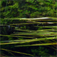 Vallisneria spiralis
