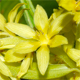 Veratrum album