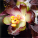 Veratrum nigrum