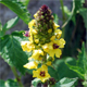 Verbascum alpinum