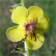 Verbascum blattaria