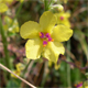 Verbascum chaixii c.