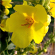 Verbascum densiflorum