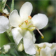 Verbascum lychnitis