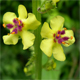 Verbascum nigrum