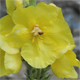 Verbascum phlomoides