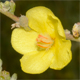 Verbascum pulverulentum