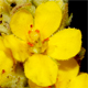 Verbascum thapsus t.