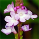 Verbena officinalis