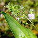 Veronica anagallis-aquatica