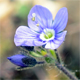Veronica aphylla