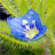 Veronica arvensis