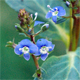 Veronica beccabunga