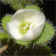 Veronica cymbalaria