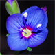 Veronica fruticans