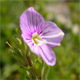 Veronica fruticulosa