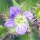 Veronica hederifolia