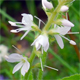 Veronica officinalis