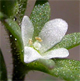 Veronica peregrina