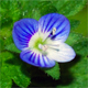 Veronica persica