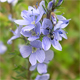 Veronica prostrata