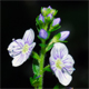 Veronica serpyllifolia