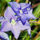 Veronica angustifolia