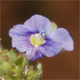 Veronica triphyllos