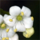 Viburnum lantana
