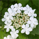 Viburnum opulus