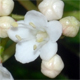 Viburnum tinus